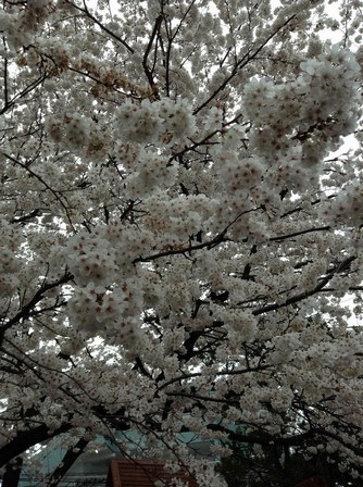 Img_8050